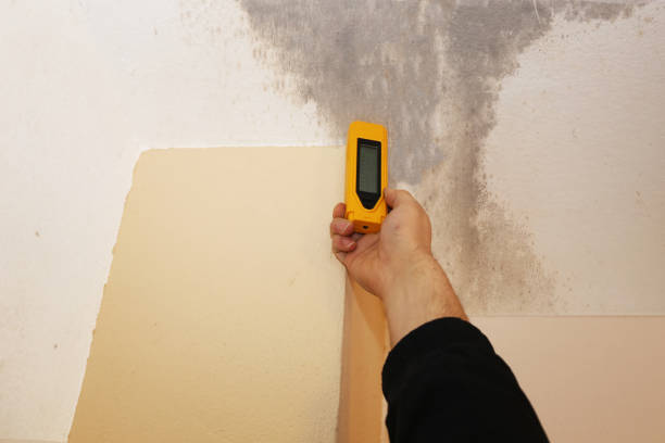 Best Mold Odor Removal Services  in Waukon, IA