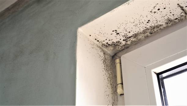 Best Mold-Related Health Consultation  in Waukon, IA