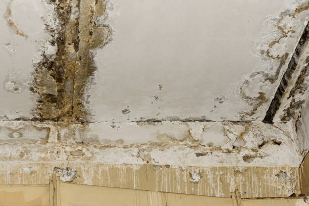 Best Real Estate Mold Inspection  in Waukon, IA