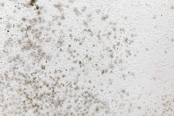 Best Mold Prevention Services  in Waukon, IA