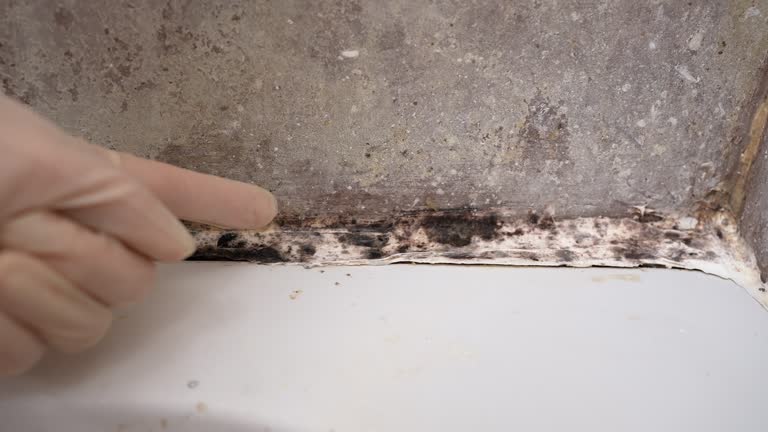 Best Attic Mold Removal  in Waukon, IA