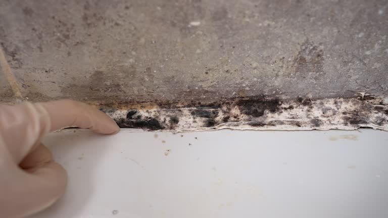 Professional Mold Removal in Waukon, IA